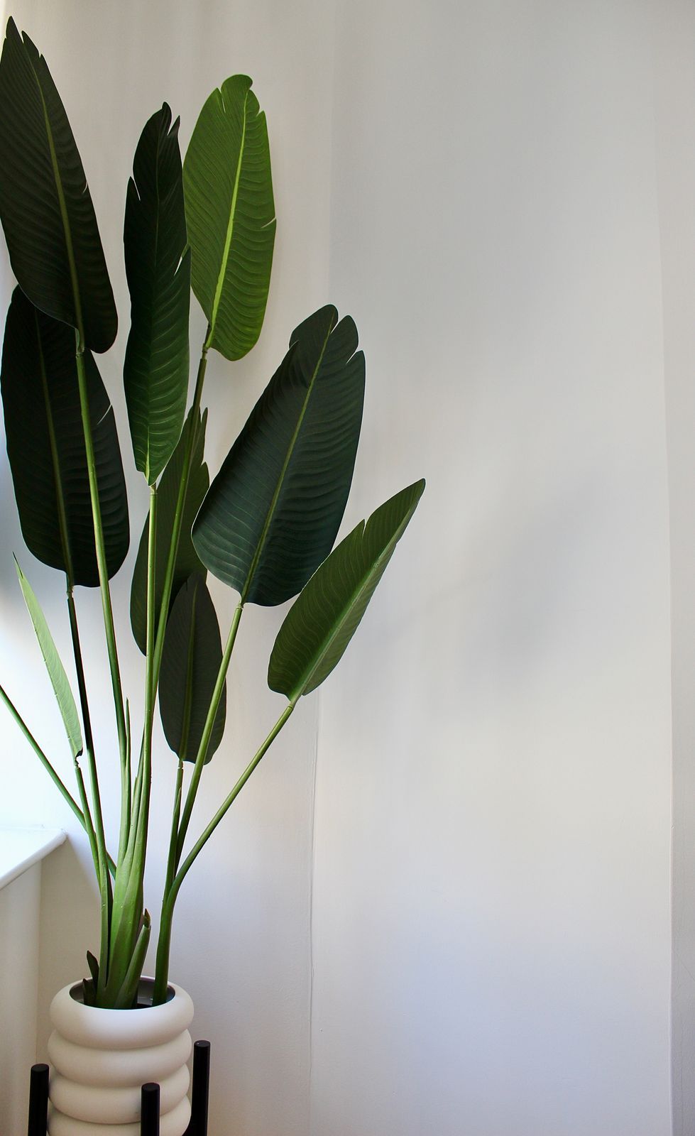 Bird of Paradise