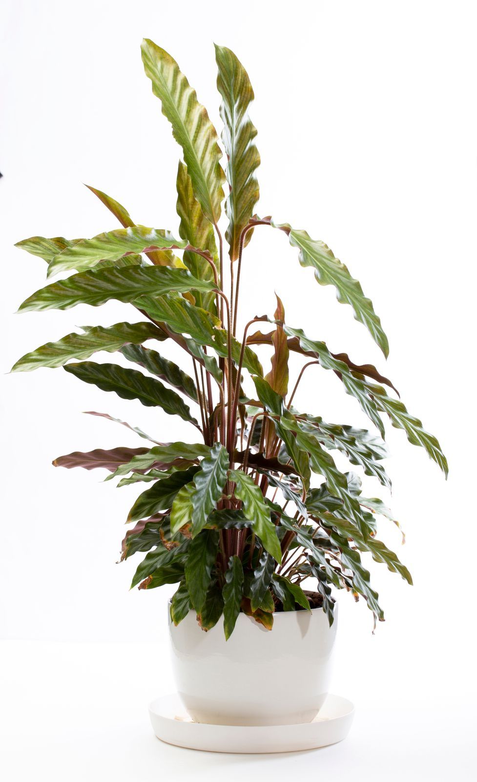 Calathea
