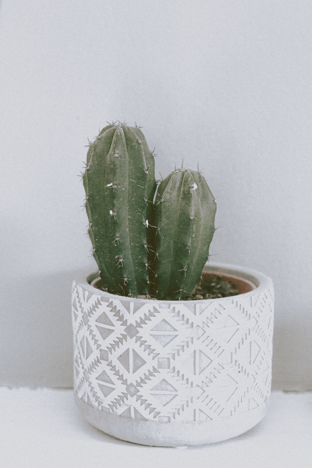 Column Cactus