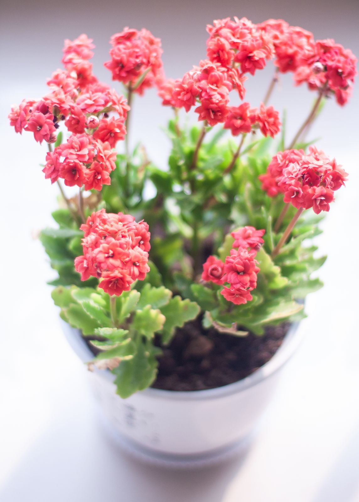 Coral Kalanchoe