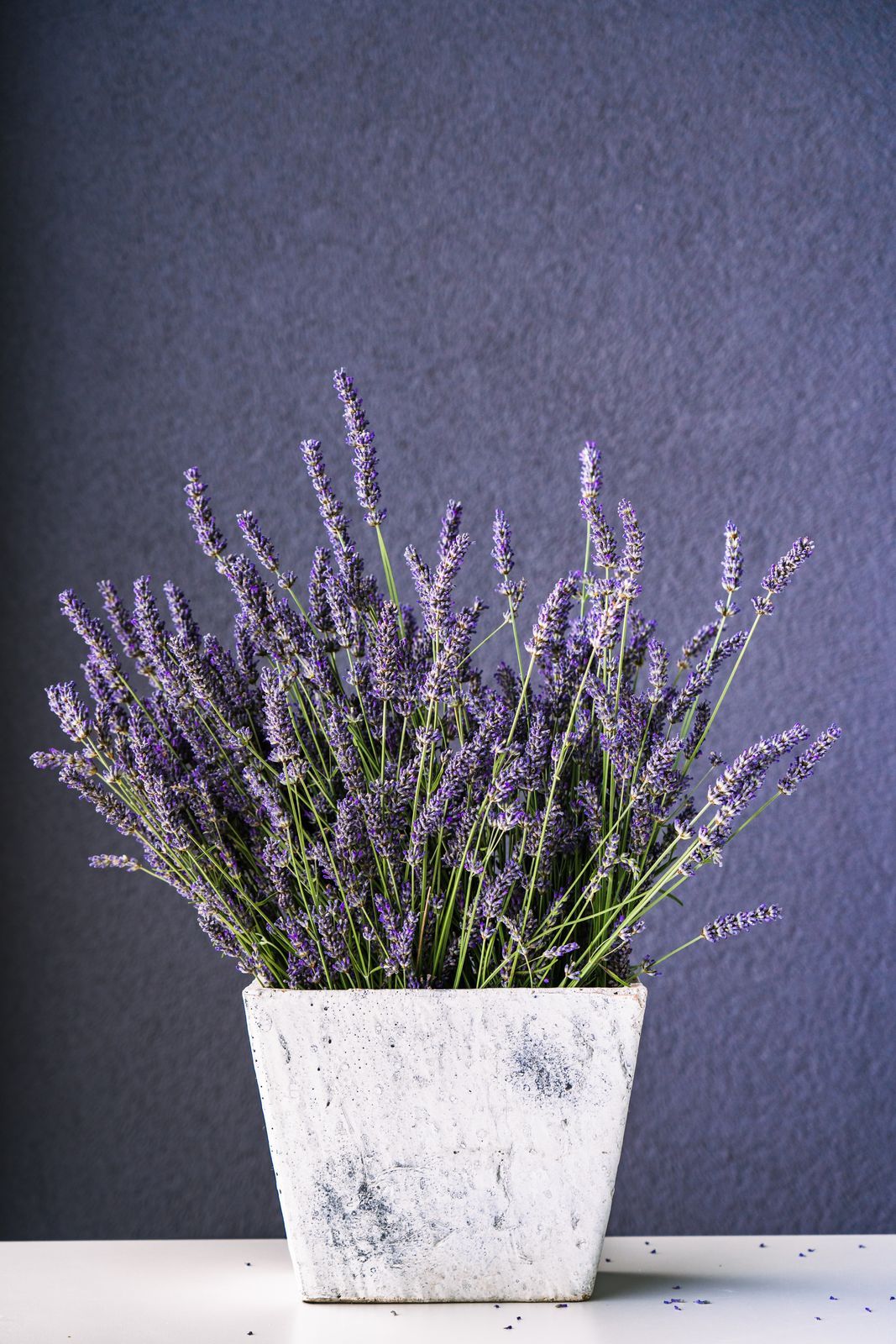 Dried Lavender Pot