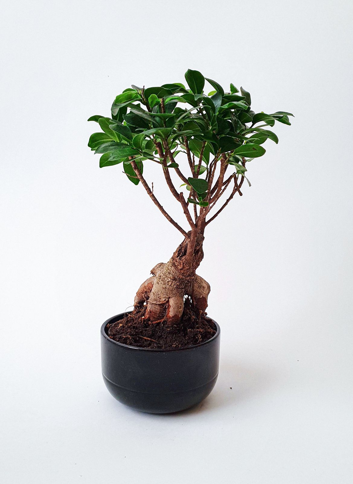 Ficus Ginseng
