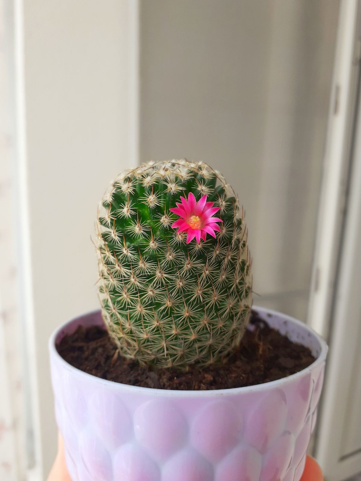 Flowering Cactus