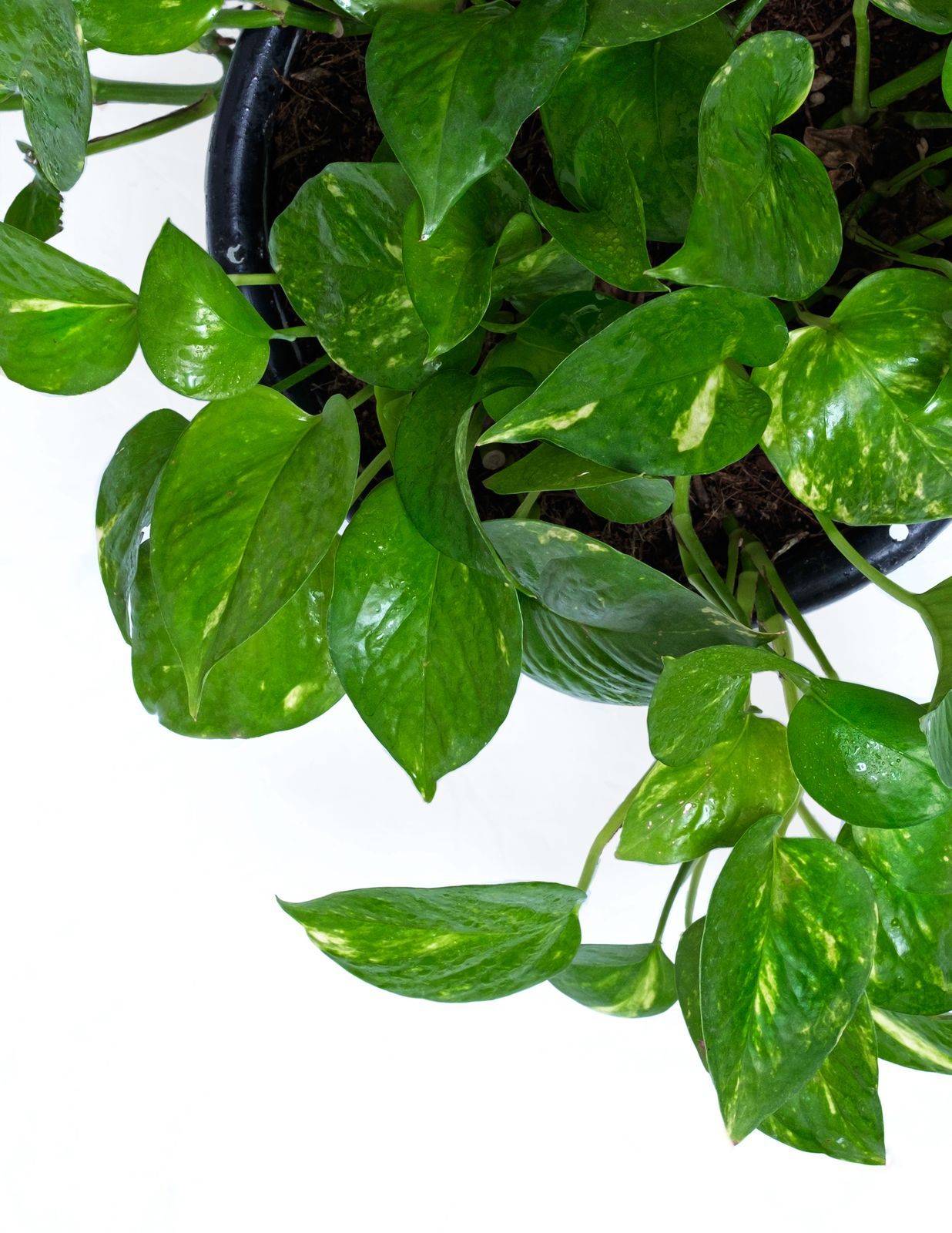 Golden Pothos
