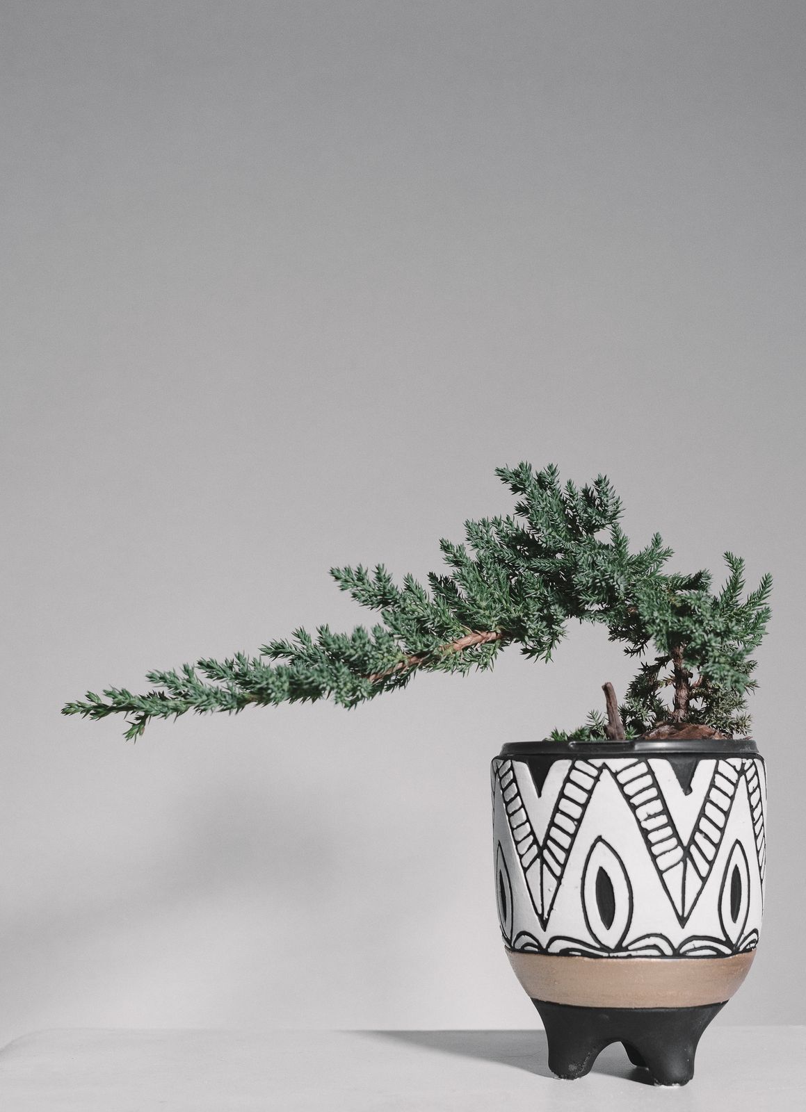 Juniper Bonsai