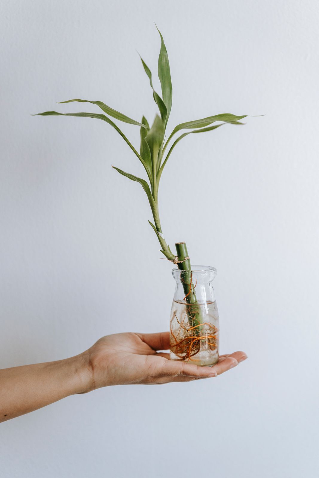 Lucky Bamboo