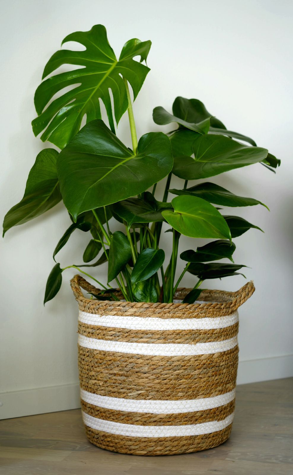 Monstera