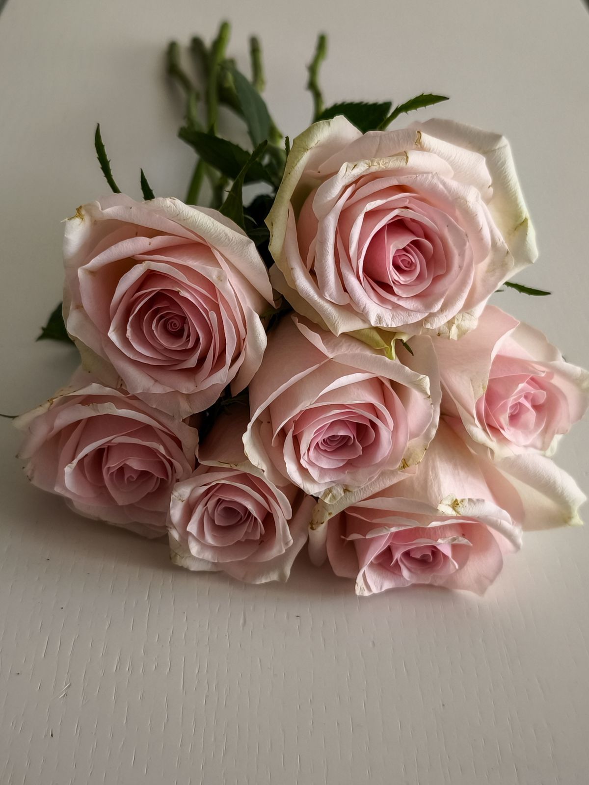 Morning Blush