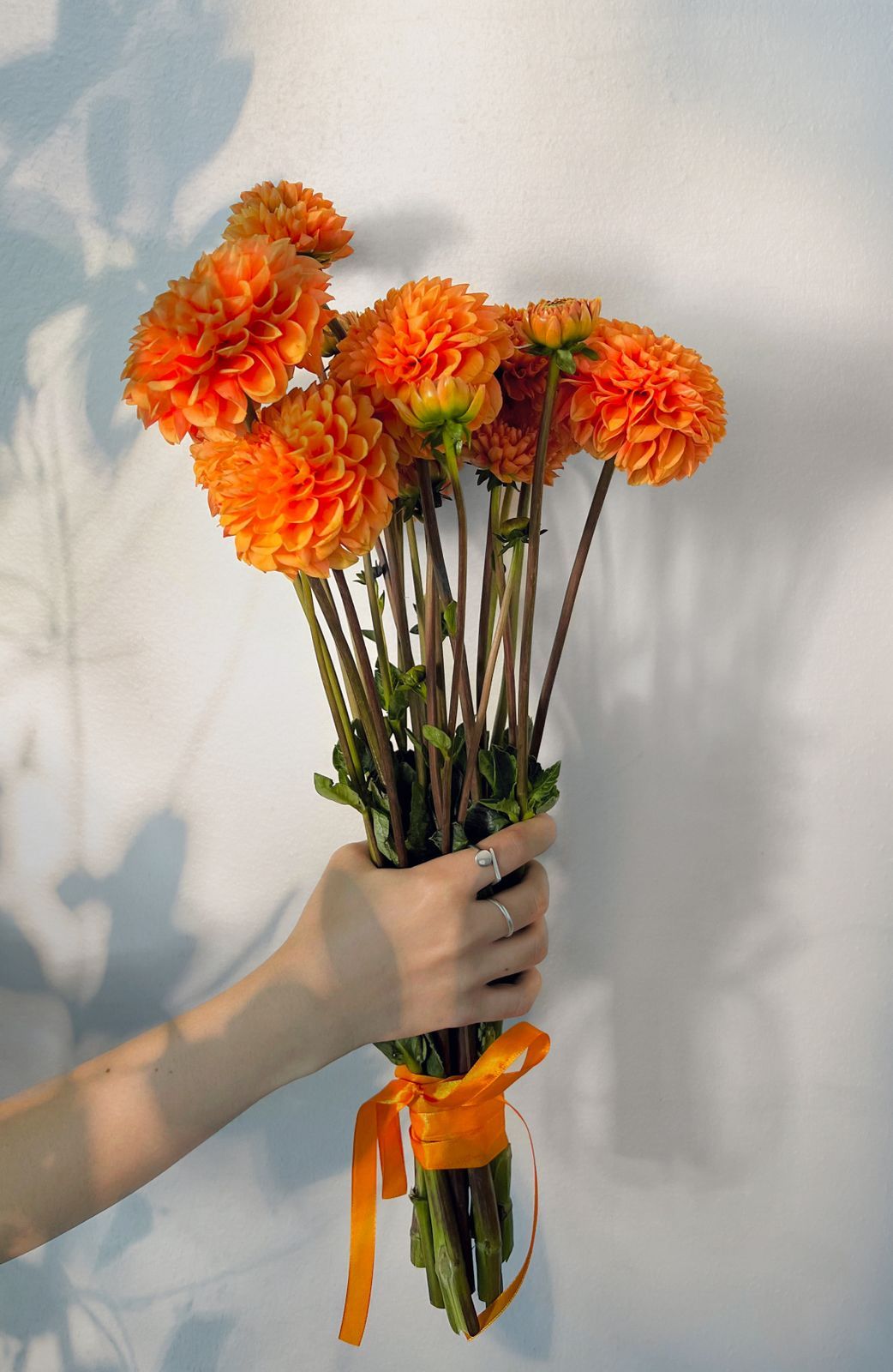 October Dahlias