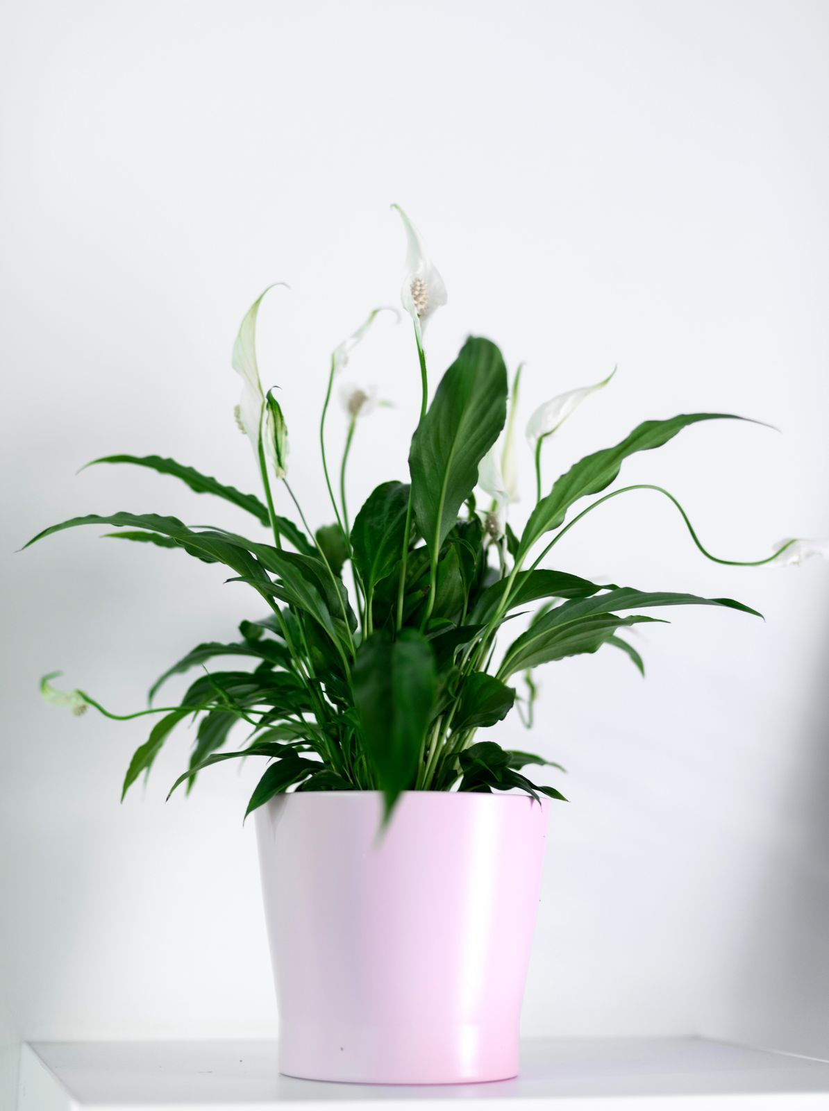 Peace Lily