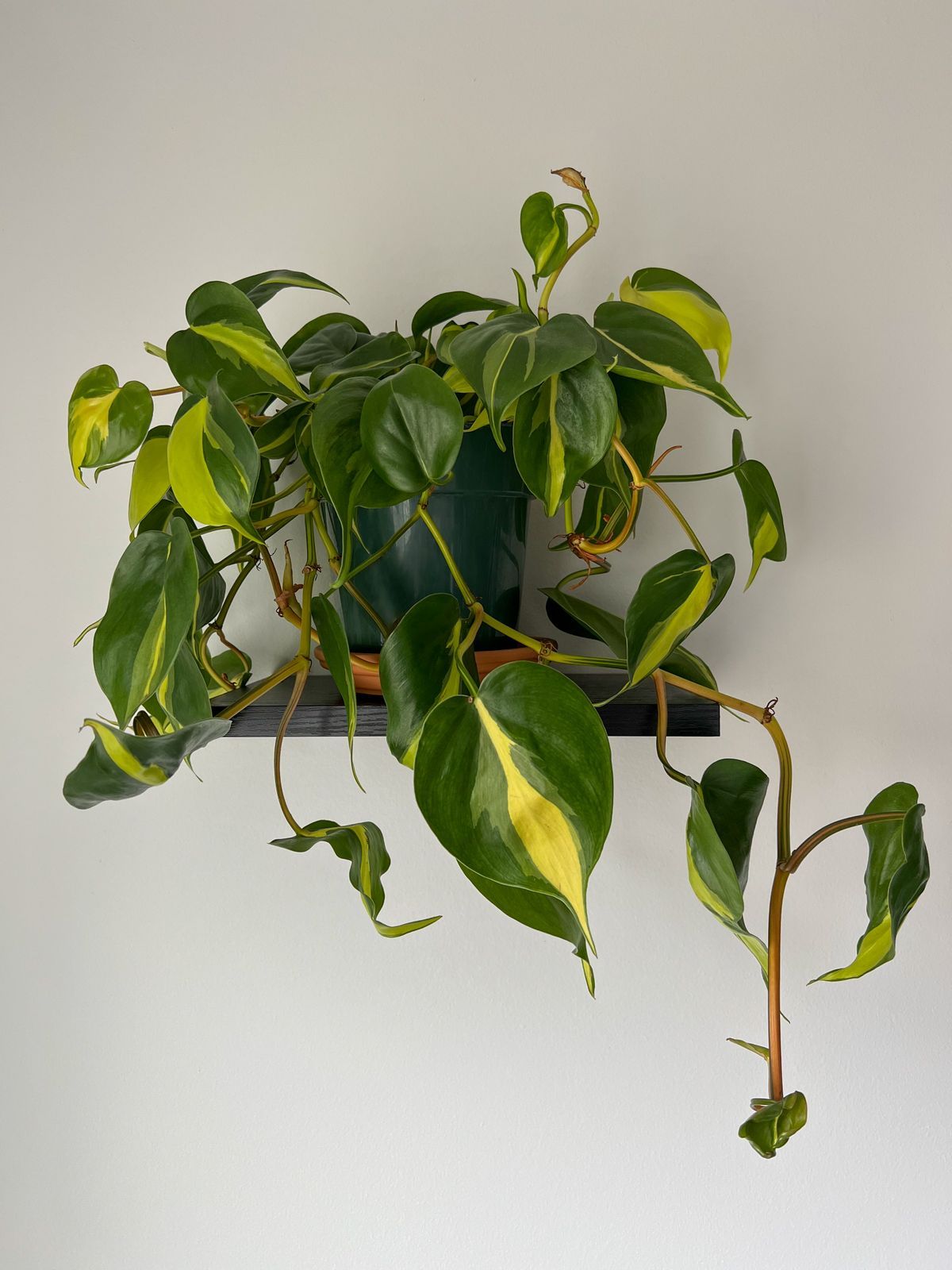 Philodendron Brasil