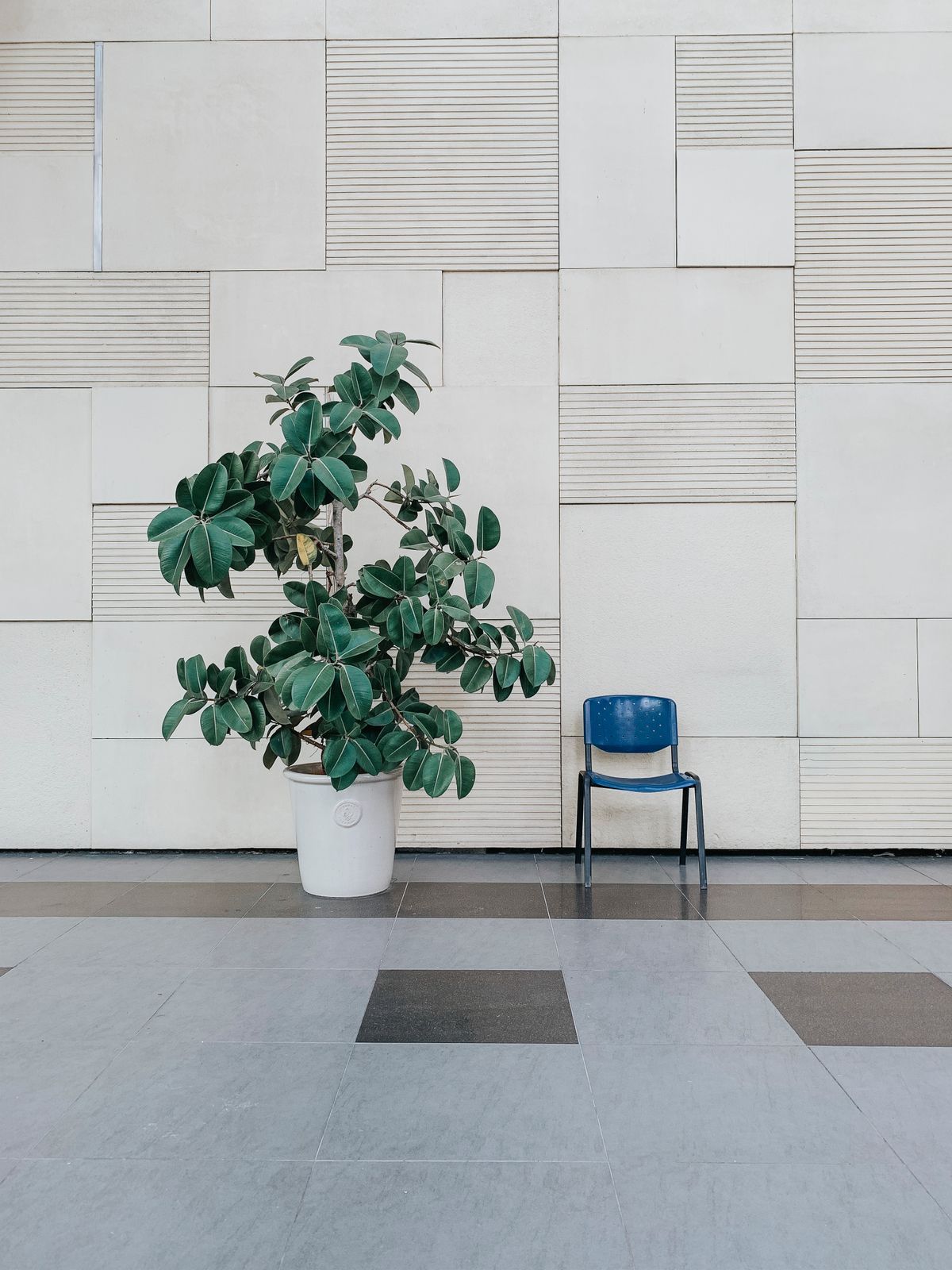 Rubber Plant