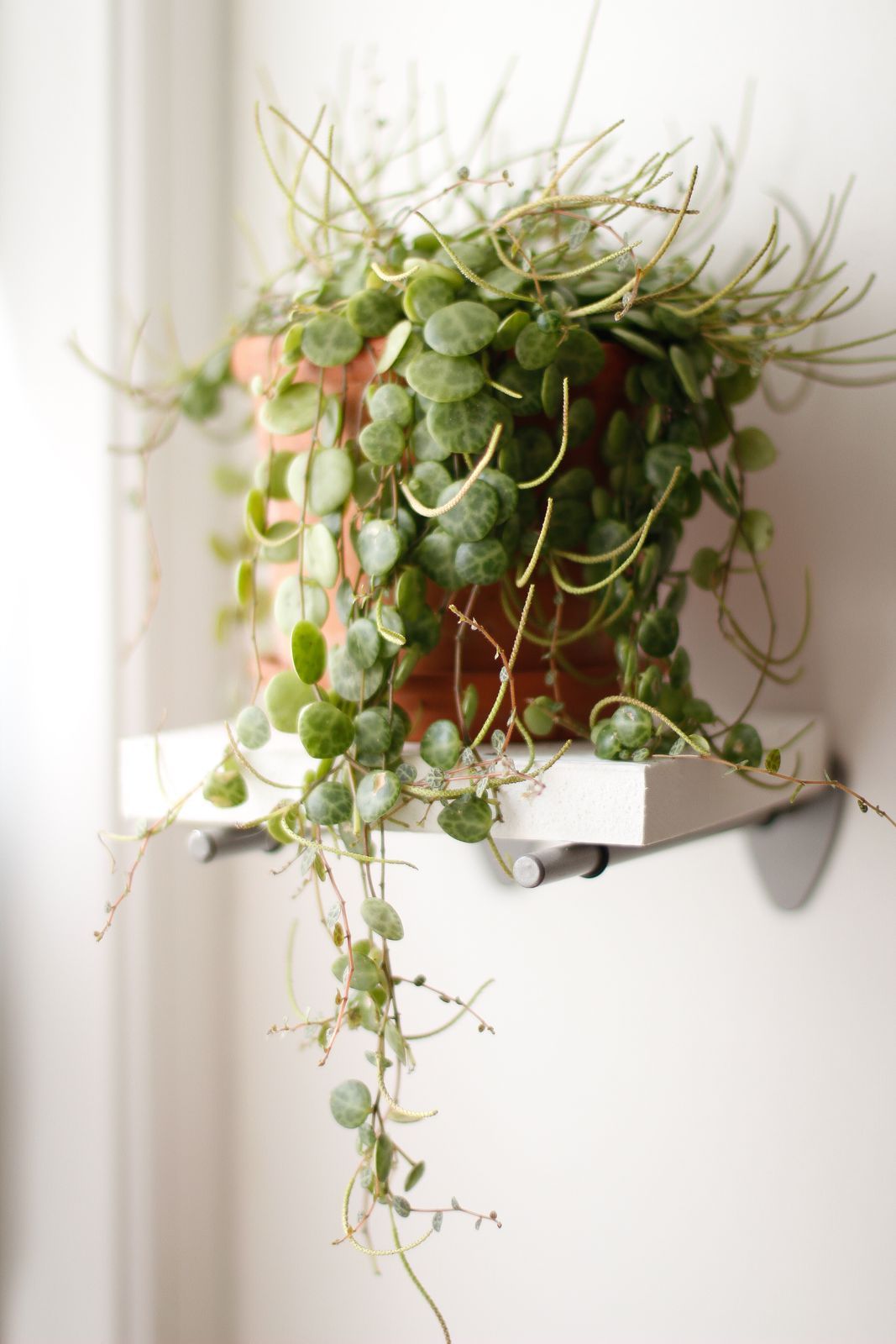 String of Hearts