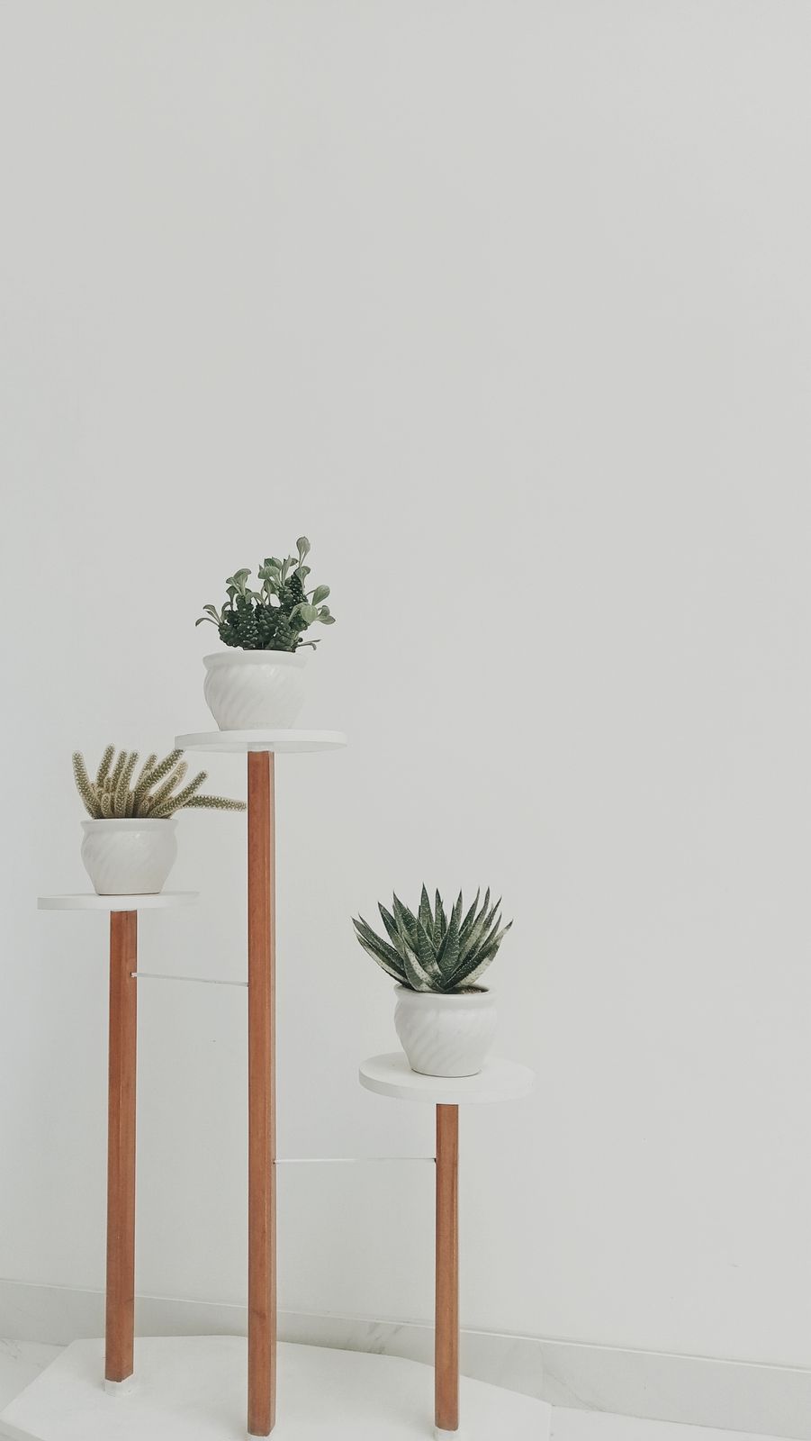 Succulent Trio