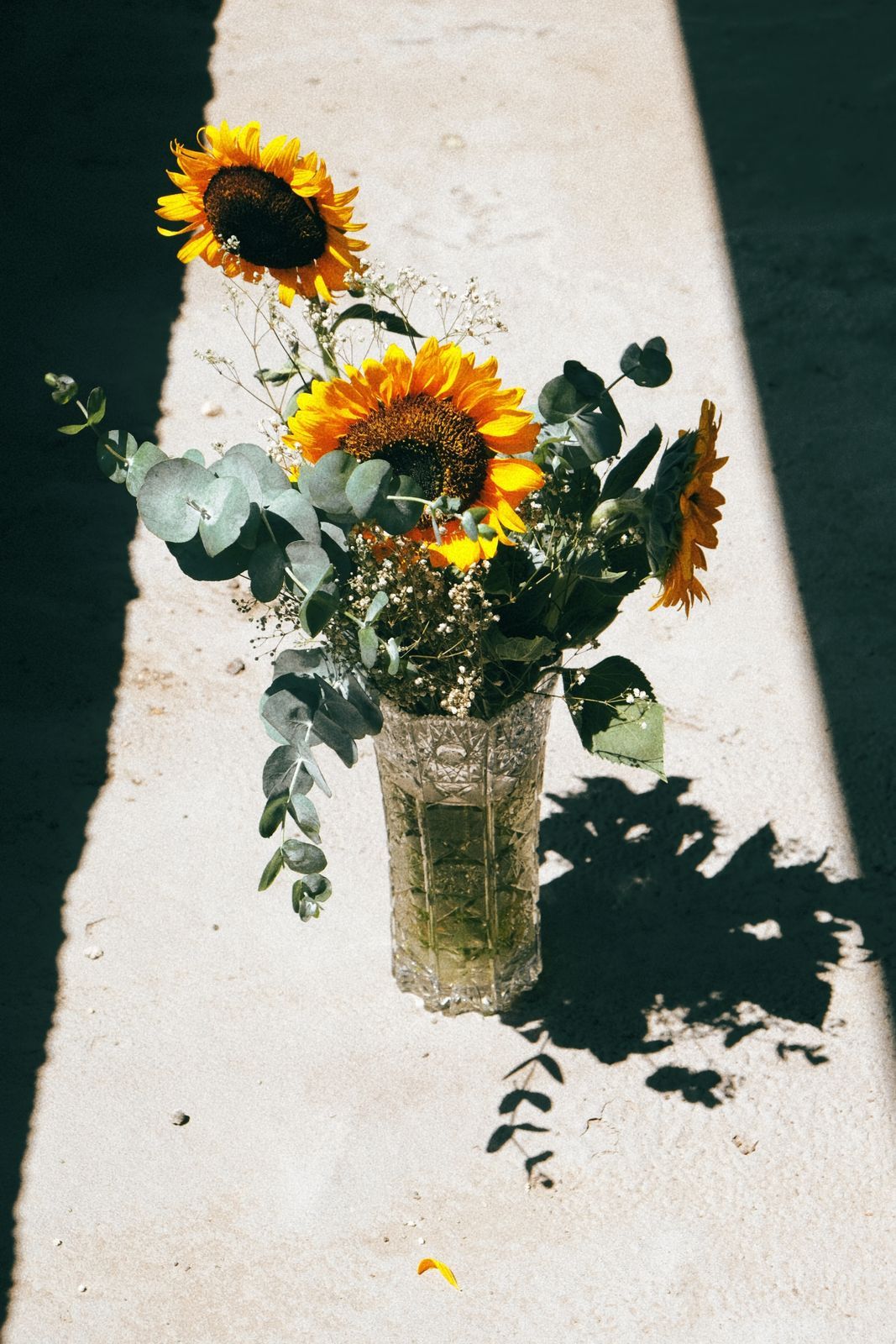 Sunflower Morning