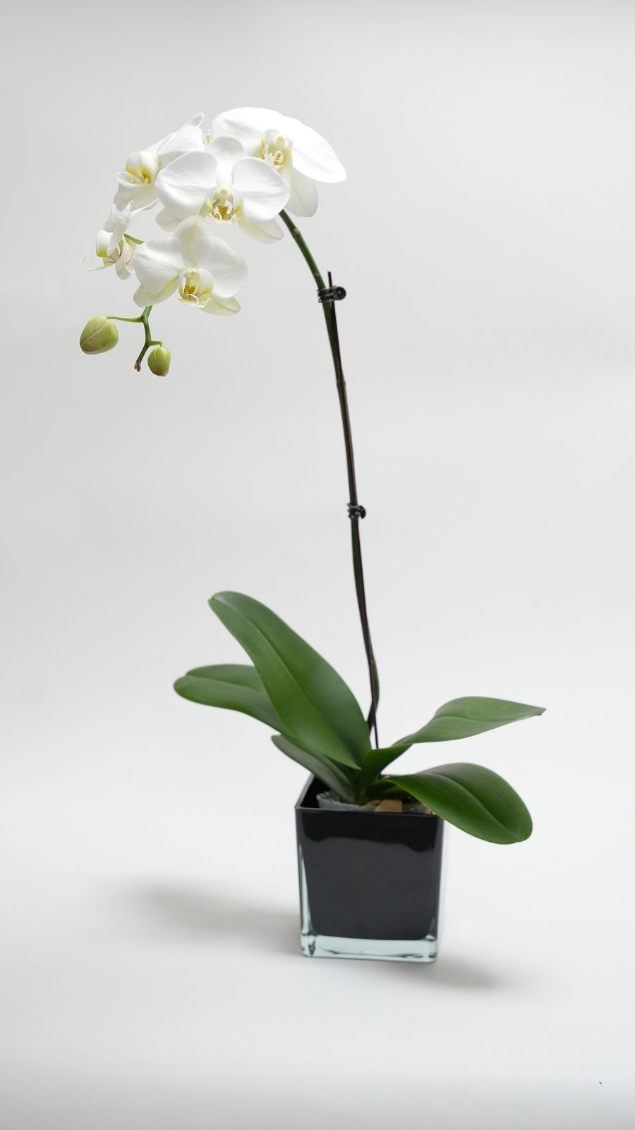 White Orchid