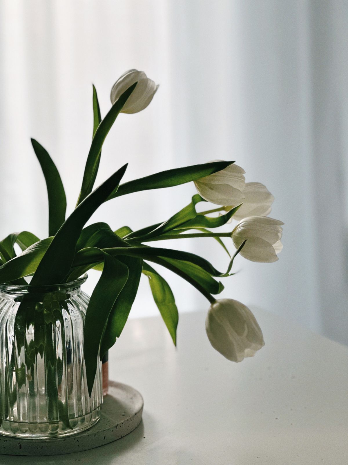 White Tulip Vase
